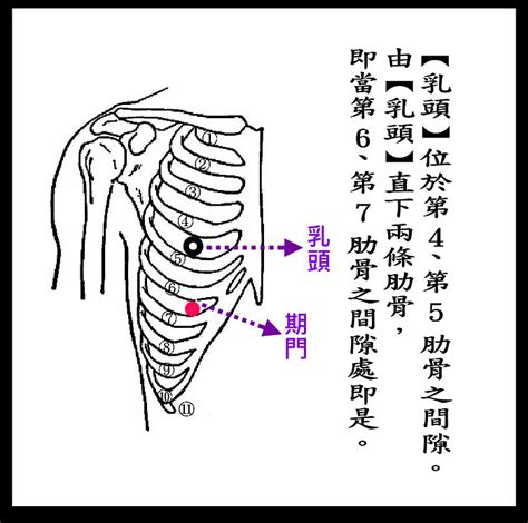 奇門穴位置|期門穴位置 